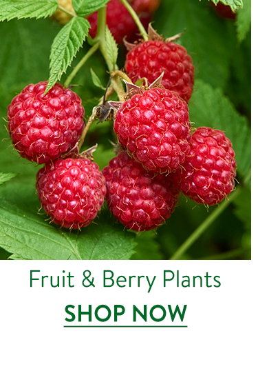 Fruit and Berry Plants