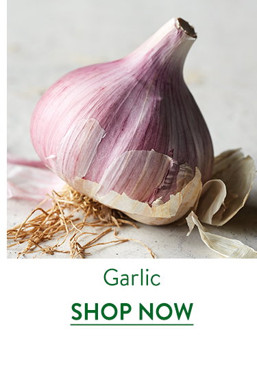 Garlic Bulbs