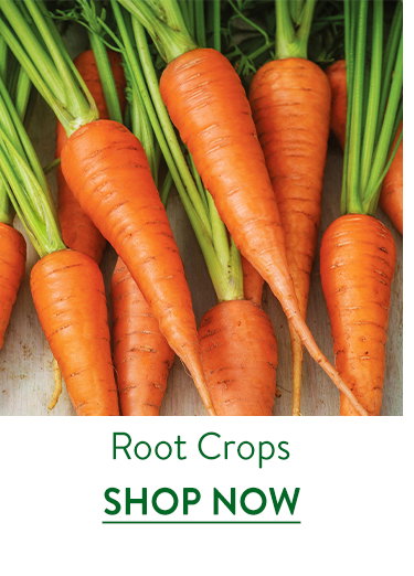Root Crops