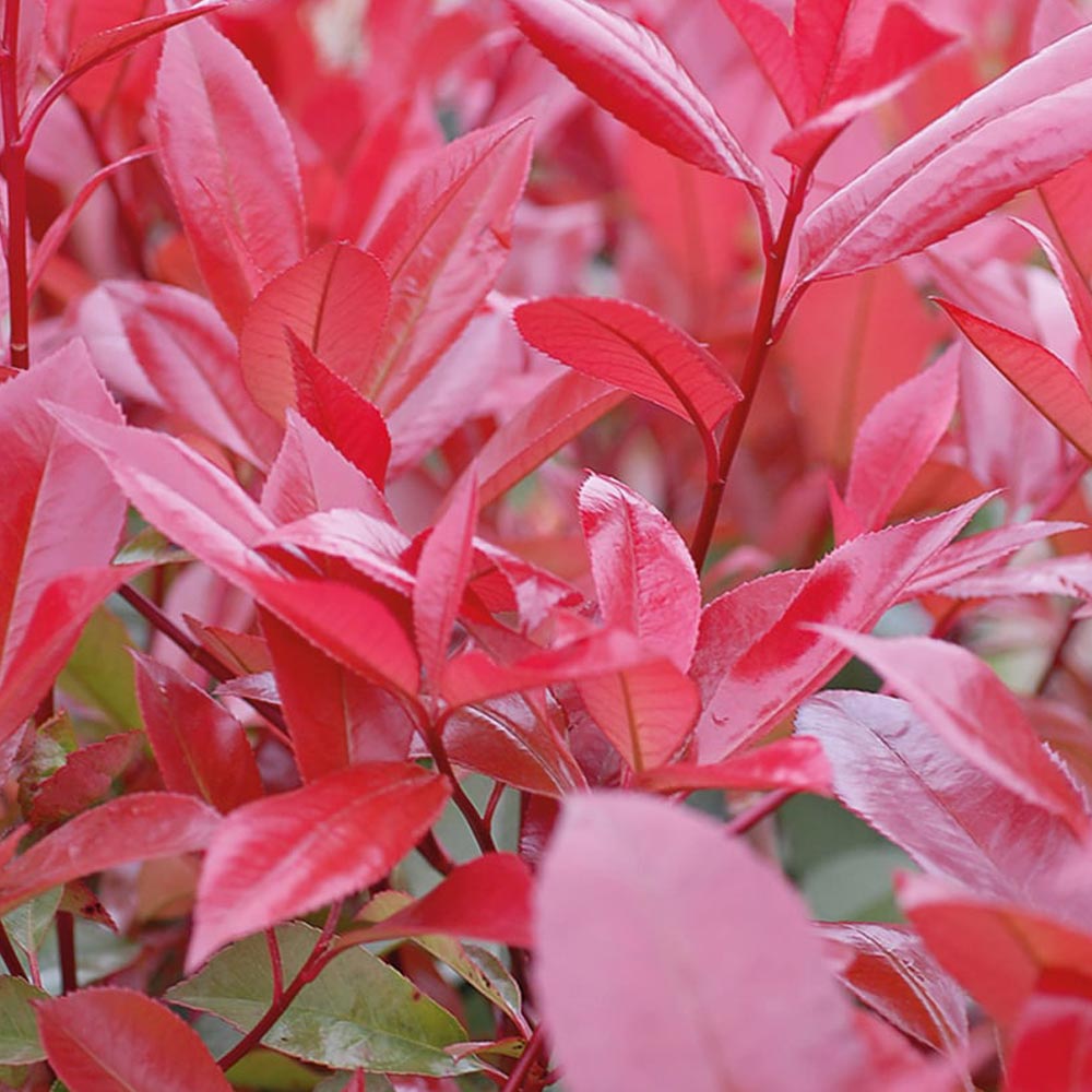 Photinia 'Red Robin'
