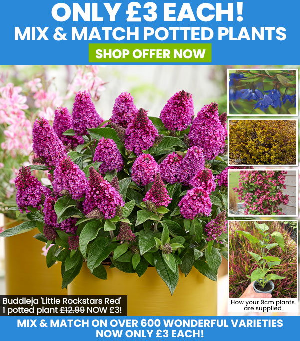 Potted Perennials, Shrubs & Climbers