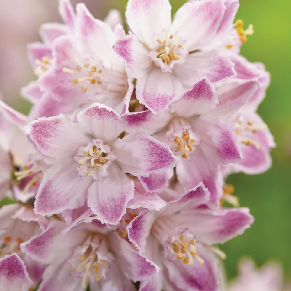 Deutzia 'Raspberry Sundae'