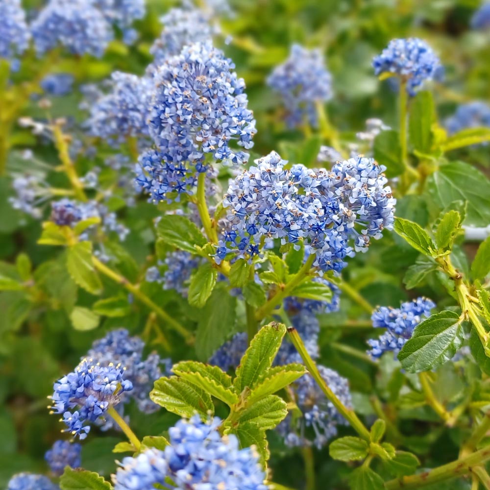 Ceanothus thyrsiflorus