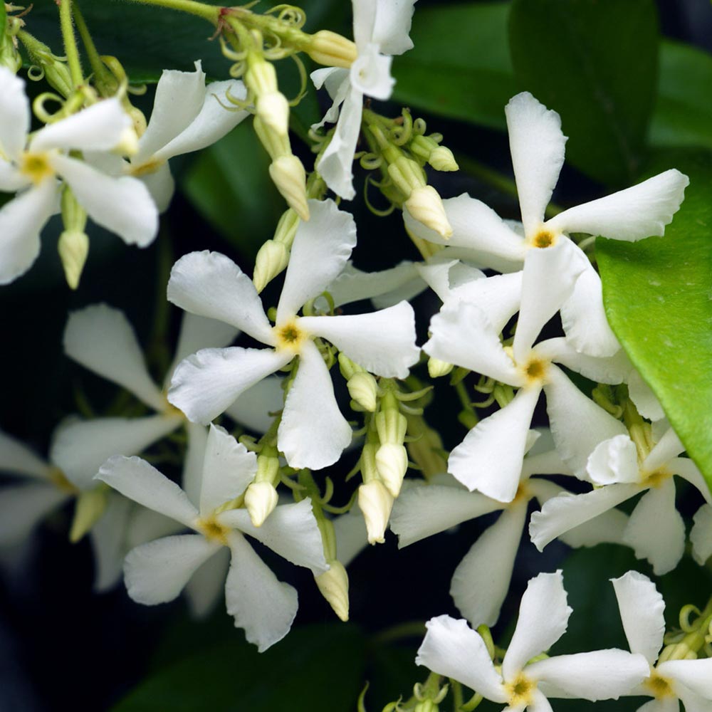 Trachelospermum Jasminoides