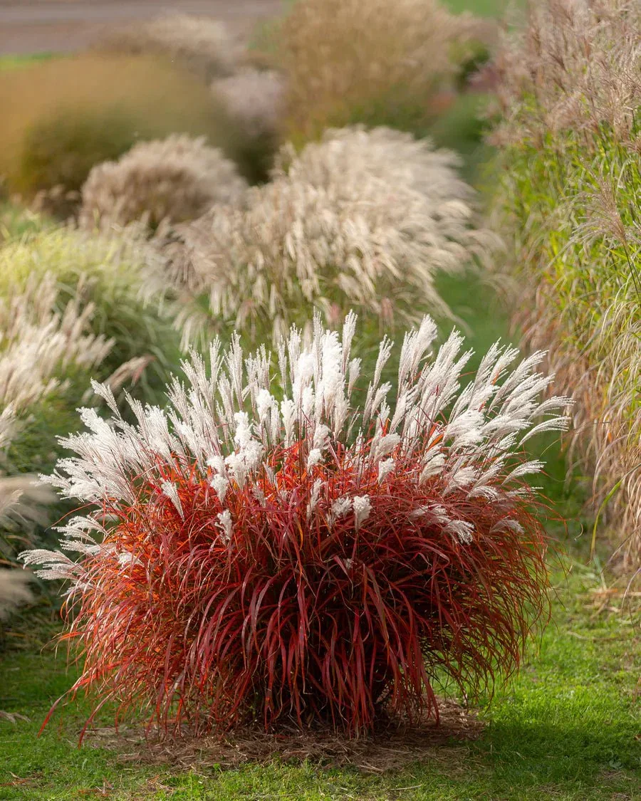 Image of Miscanthus Lady in Red