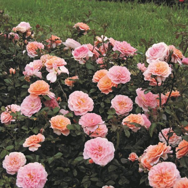 Image of Apricot Drift® Groundcover Rose