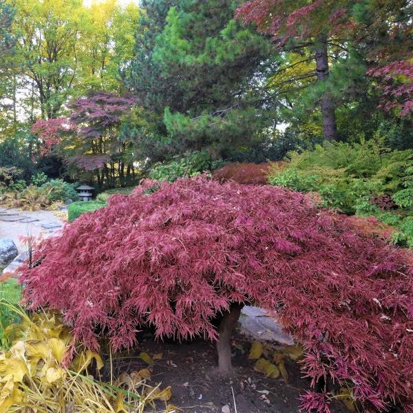 Image of Inaba Shidare Japanese Maple