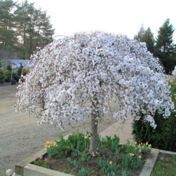 Image of Snow Fountain® Weeping Cherry Tree
