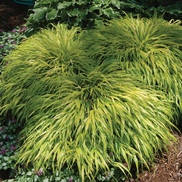 Image of All Gold Japanese Forest Grass