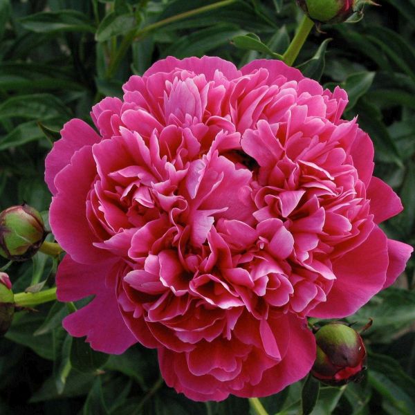 Image of Kansas Peony