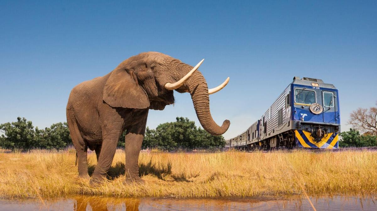 Limited Time Offer: 12-Day South Africa Blue Train with Victoria Falls + 3-Night All-Inclusive Zambezi River Cruise