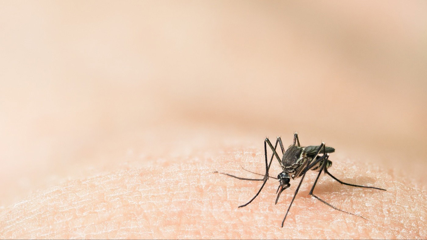 Mosquito Magnet