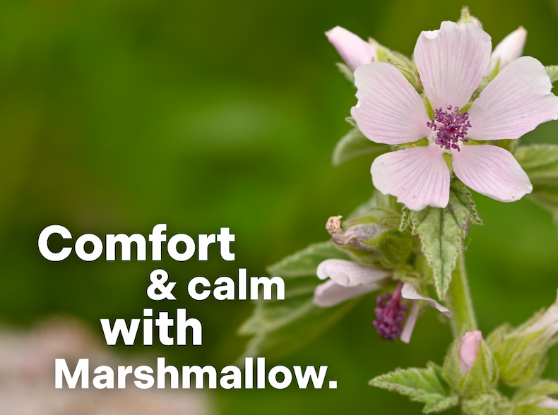 Soothe and comfort with Marshmallow