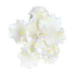 Image of O'Creme White Peony Gumpaste Flowers