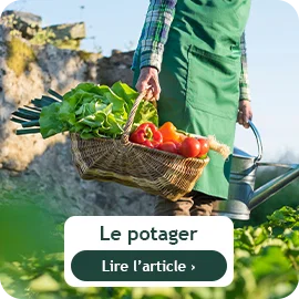 Que faire au potager en août ?