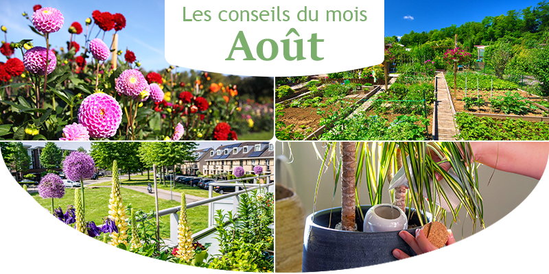 Les conseils du mois pour août!
