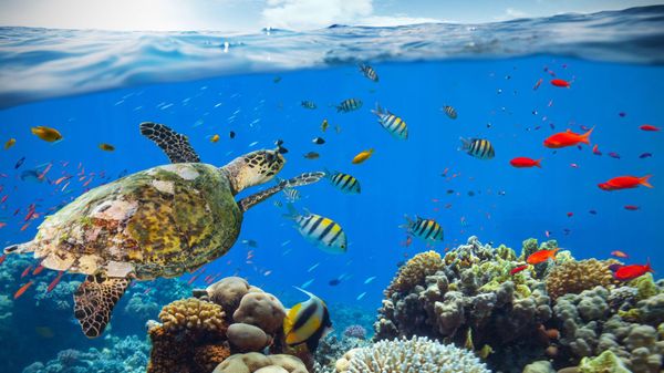 Puzzle: les fonds marins