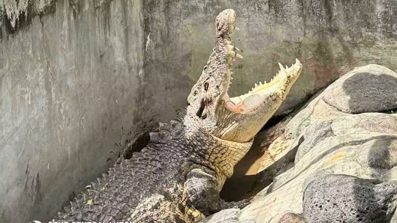 Crocodile believed extinct in Pampanga found and rescued