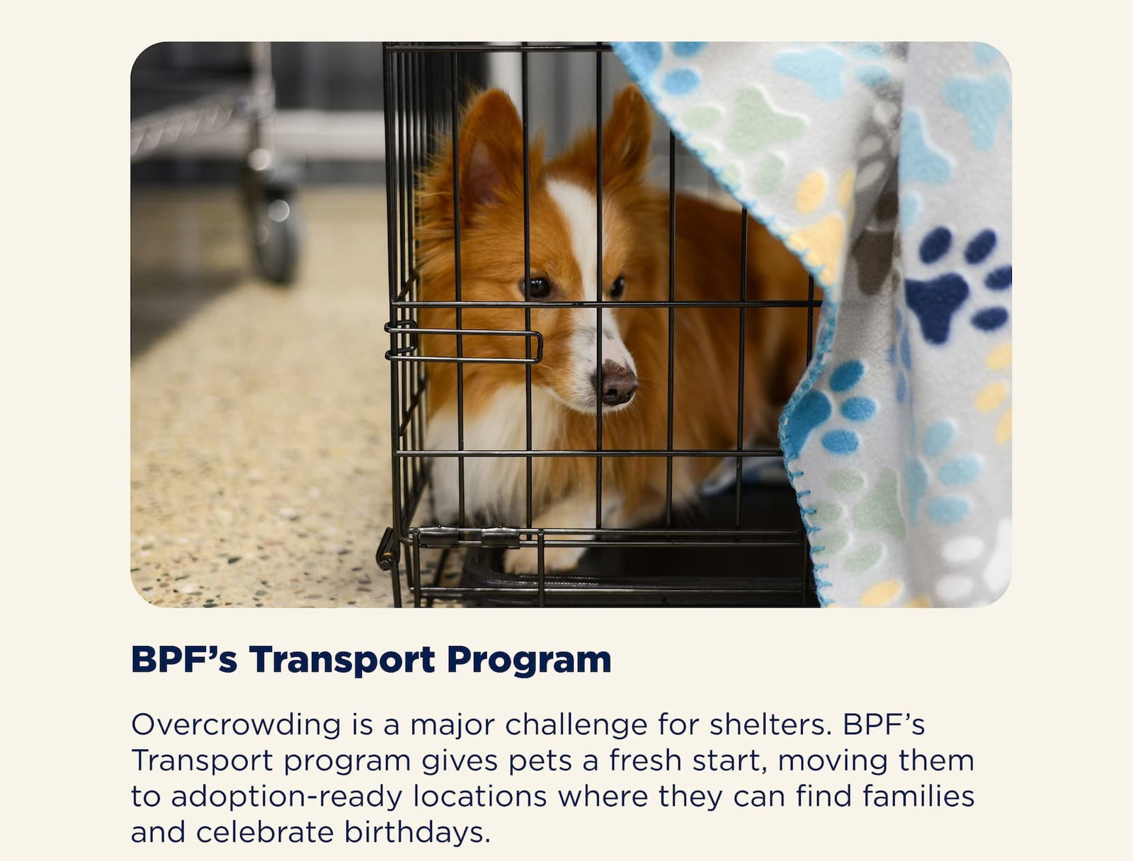 BPF's Transport Program