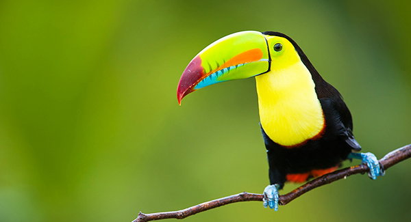 Natural Wonders of Costa Rica