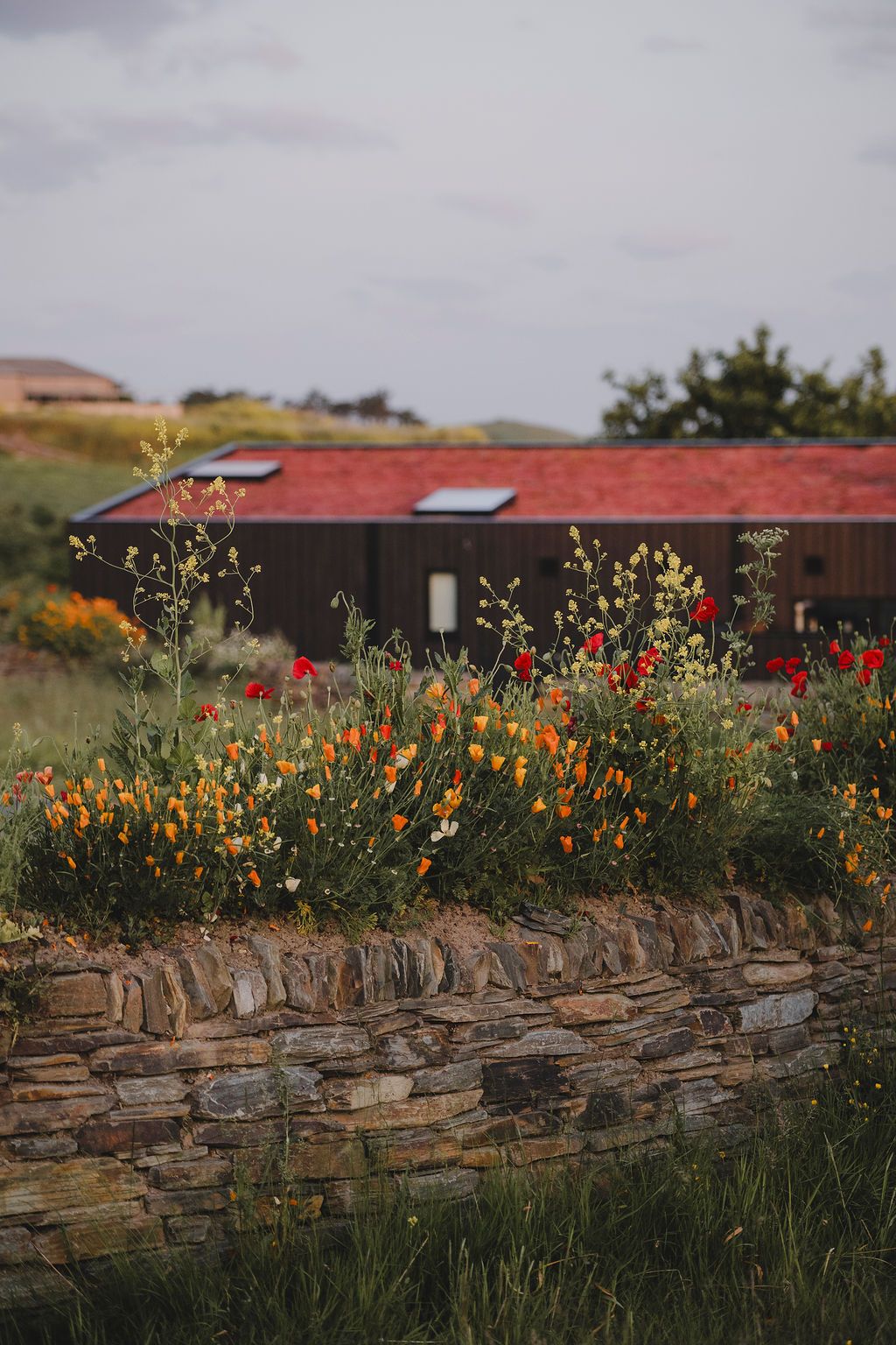 Cornish eco cabin amid wild flowers