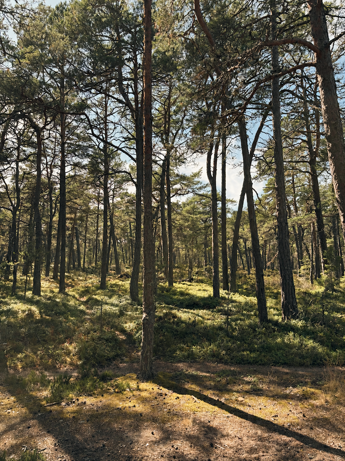 Swedish forest in sunlight