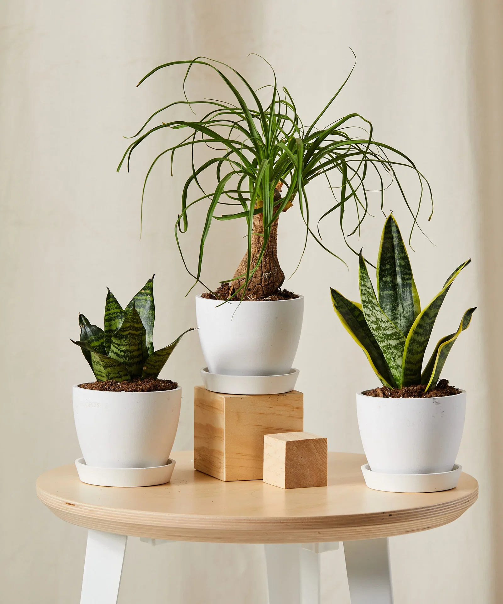 Image of Easy Peasy Collection