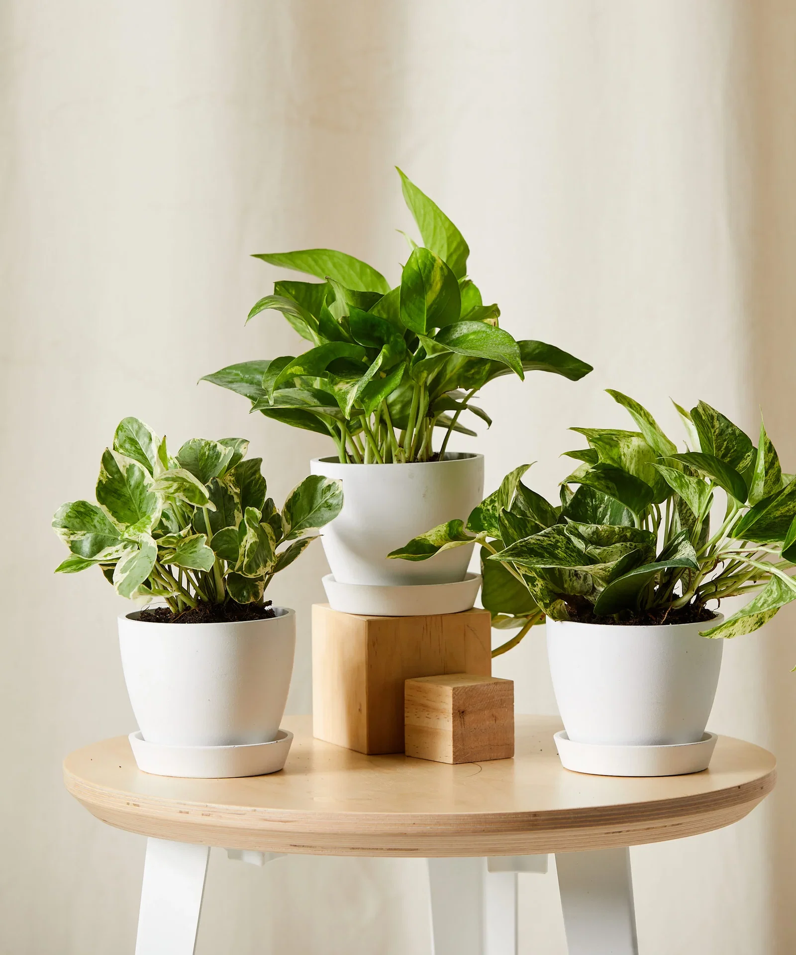 Image of Pothos Collection