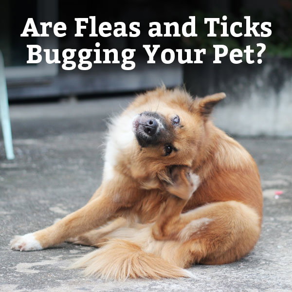 Are Fleas and Ticks Bugging Your Pet? Learn More