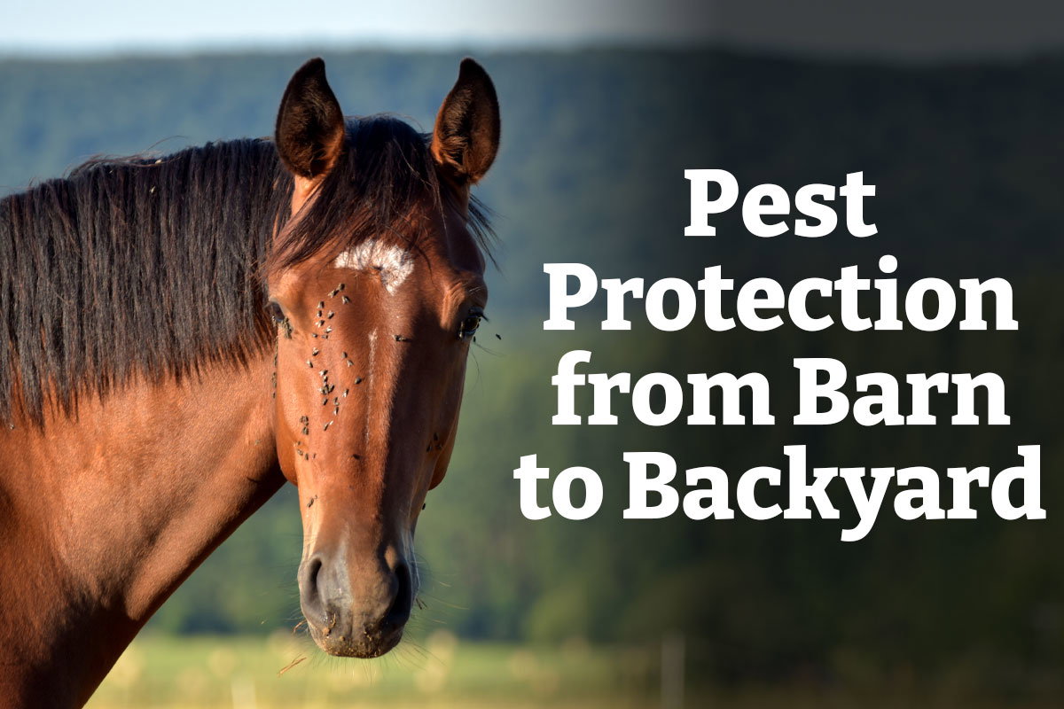 Pest Protection from Barn to Backyard - Shop Now