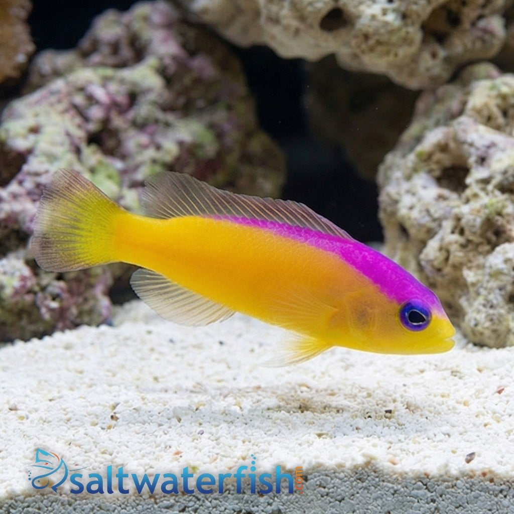 Purple Stripe Dottyback