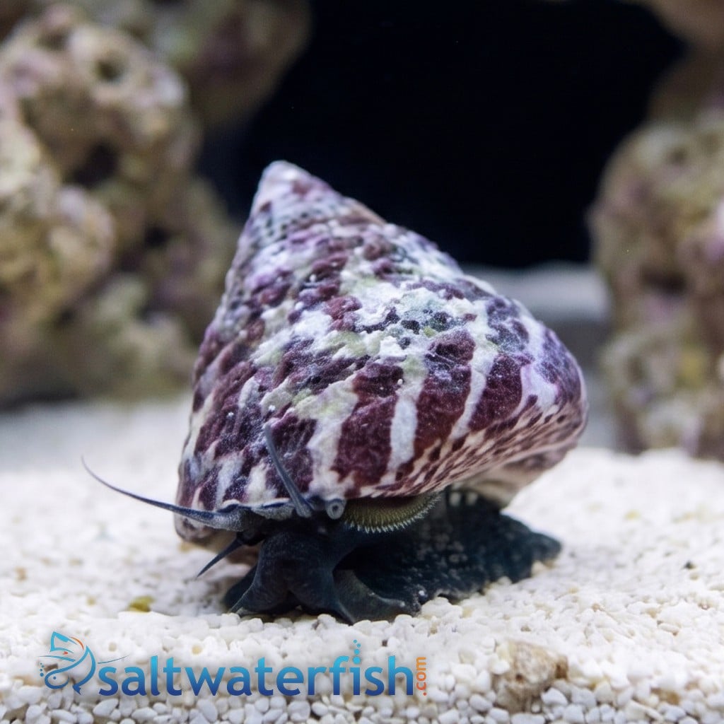 Trochus Snail : Black and White