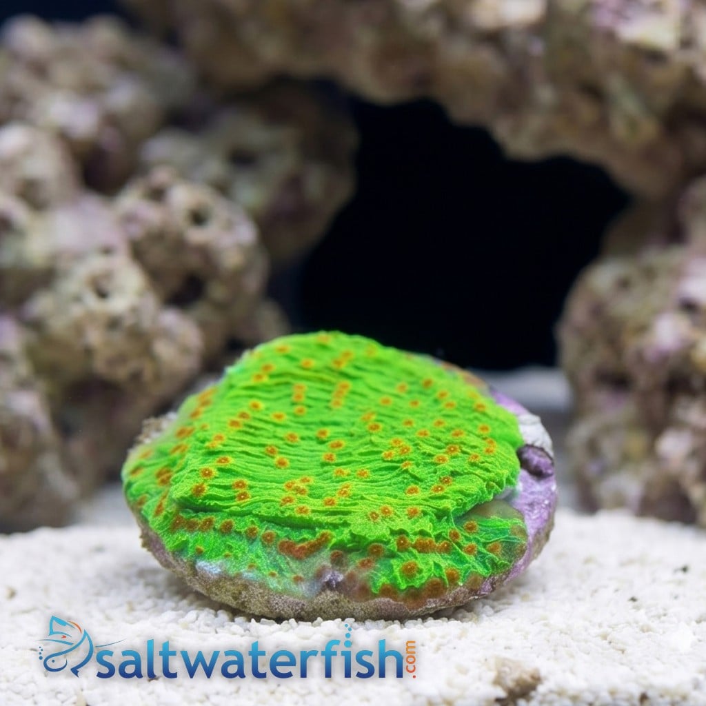 Plating Montipora: Green w/ Red Polyps - Aquacultured