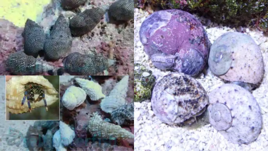 Algae Destroyer Pack, Basic 30+