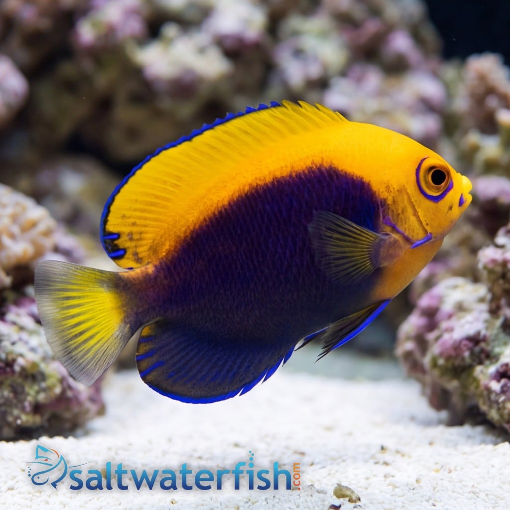 Flameback Angelfish - Africa