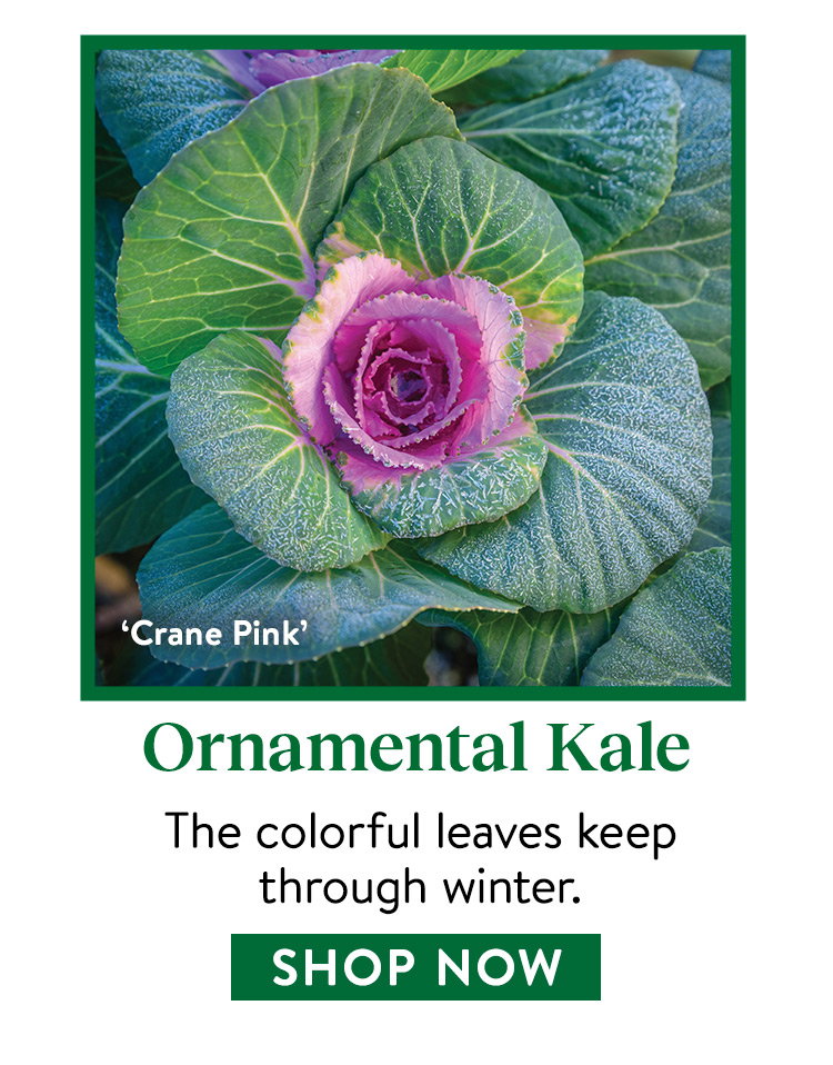 Ornamental Kale Seeds & Plants