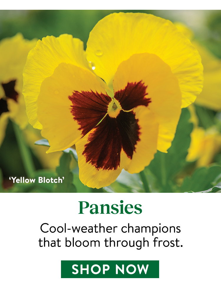 Pansy Seeds & Plants
