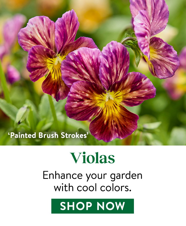 Viola Seeds & Plants