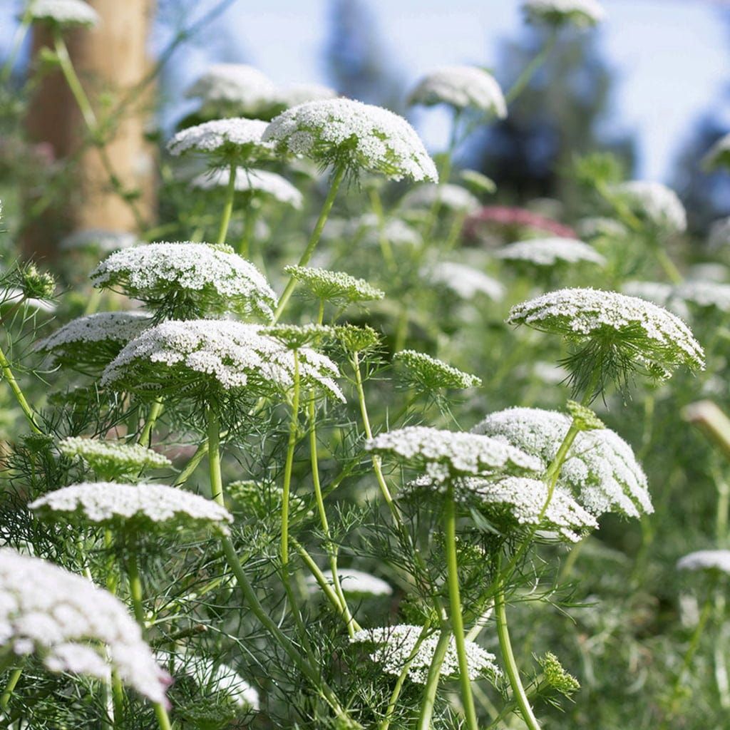 Ammi majus - Bishop's Flower