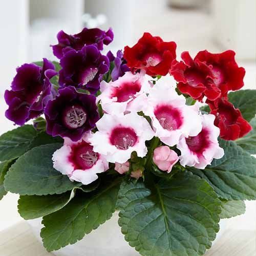 Gloxinia Plant - In Bud & Bloom