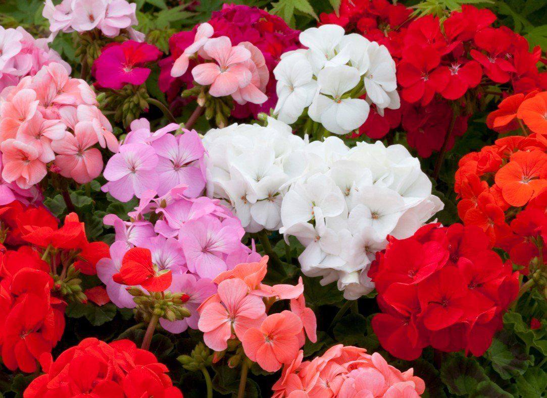 Geranium Mix - In Bud & Bloom