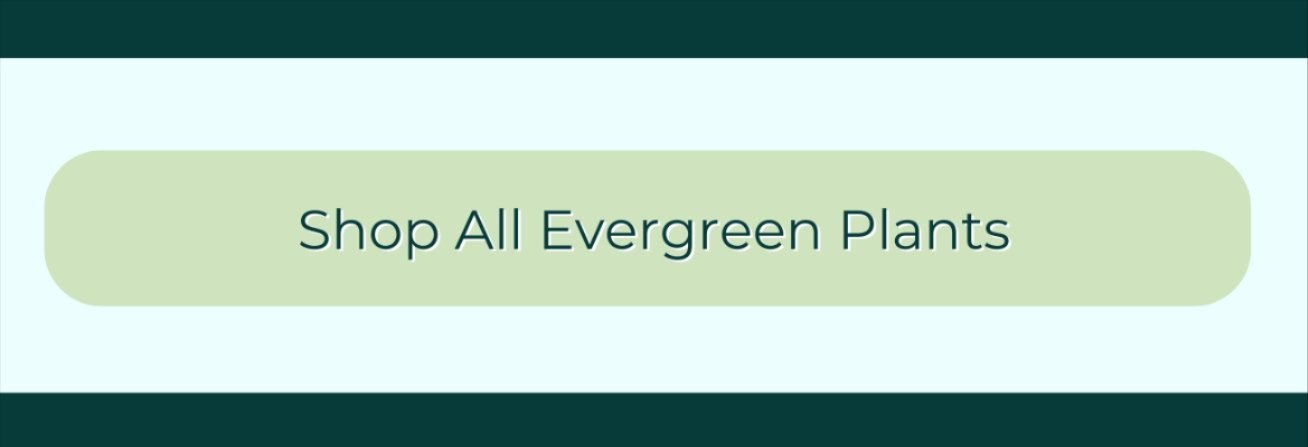 SHOP ALL EVERGREEN PLANTS