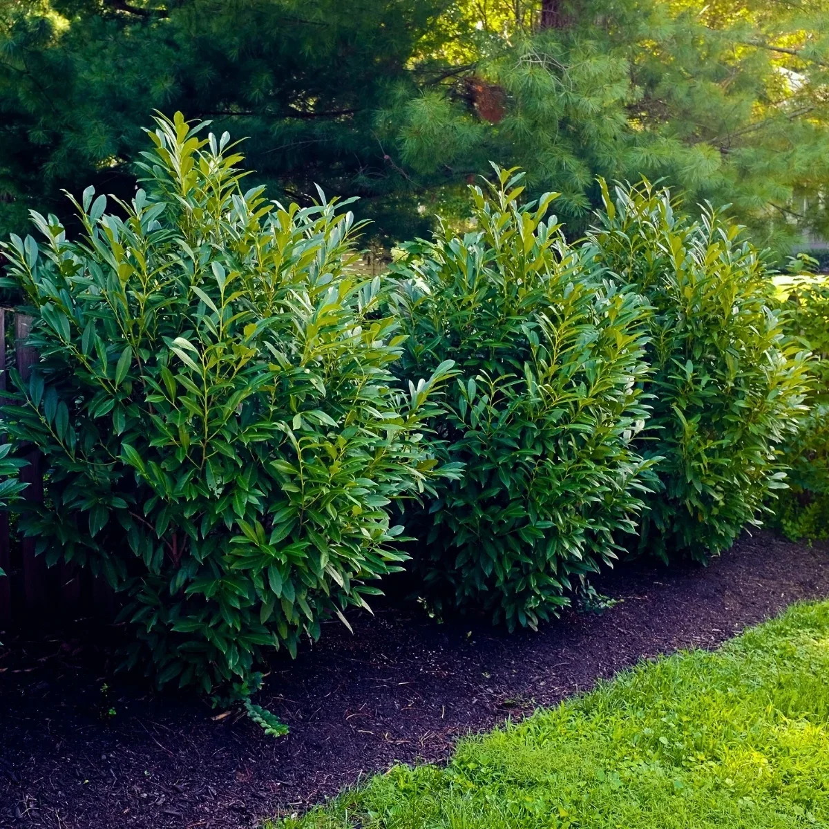 Skip Laurel