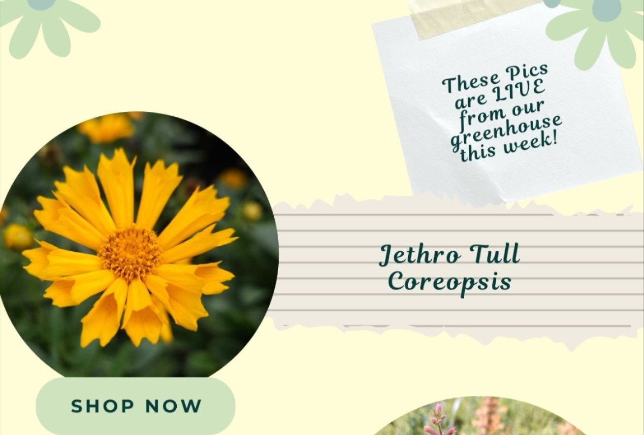 Jethro Tull Coreopsis