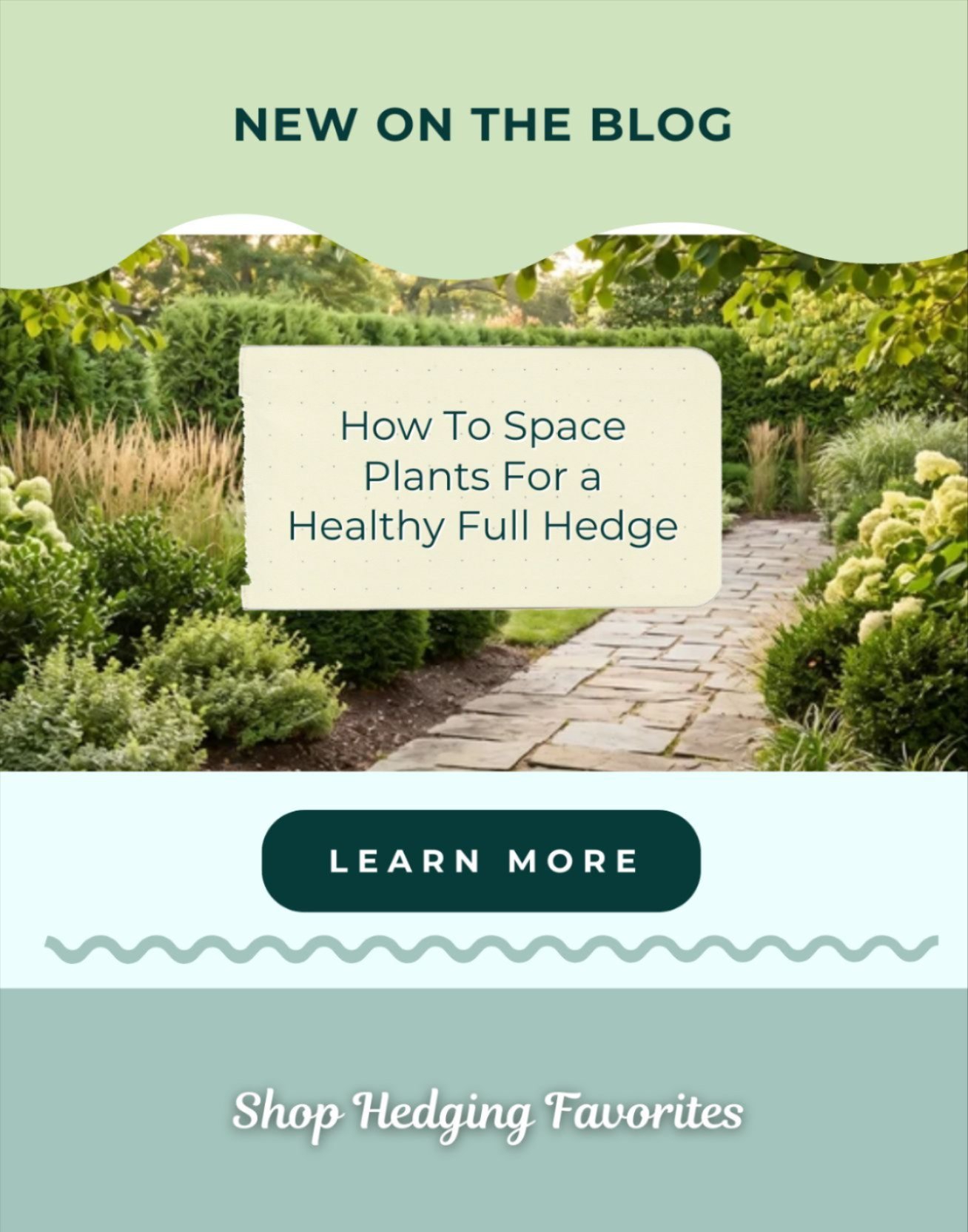 NEW ON THE BLOG: HOW TO SPACE PLANTS FOR A FULL HEALTHY HEDGE