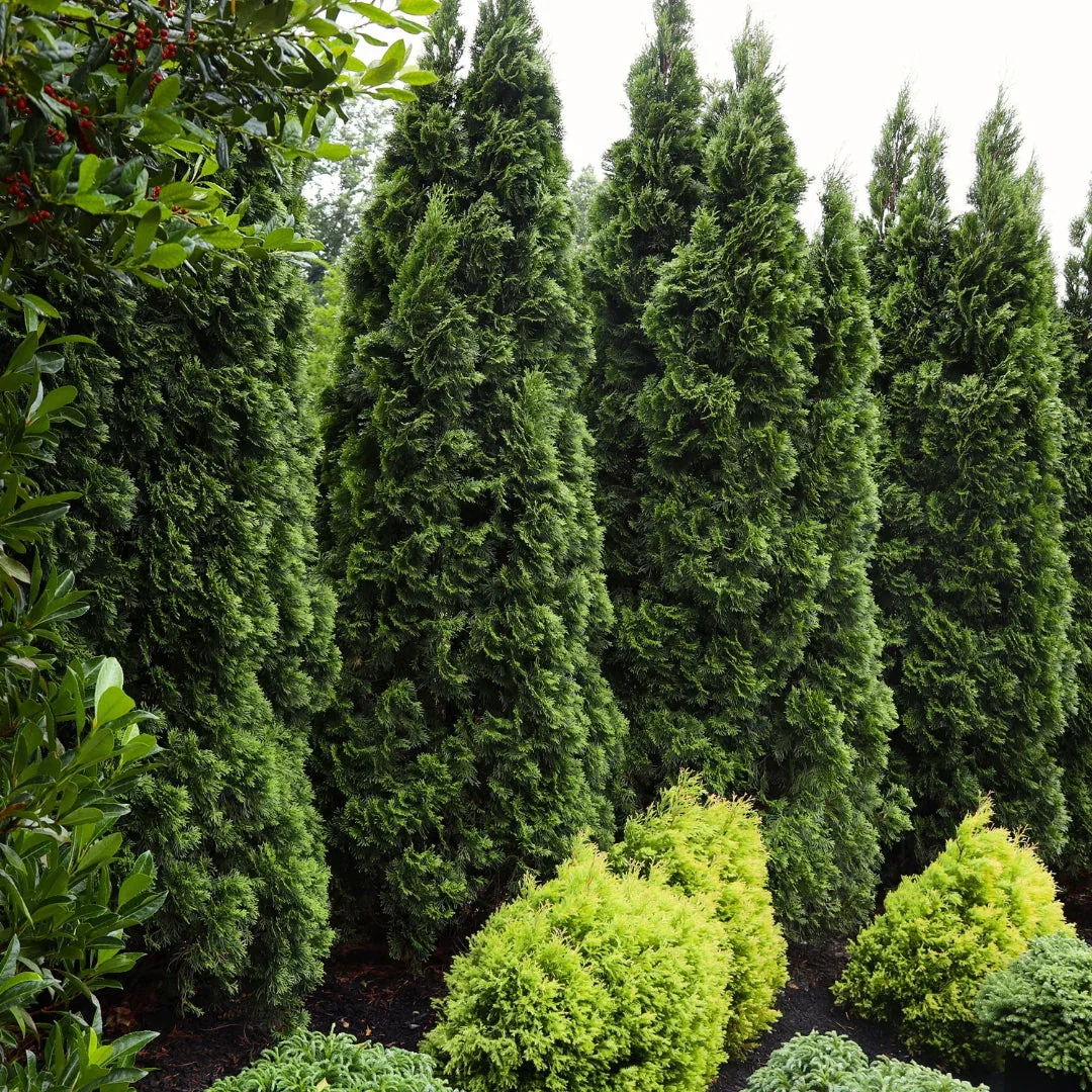 Emerald Green Arborvitae