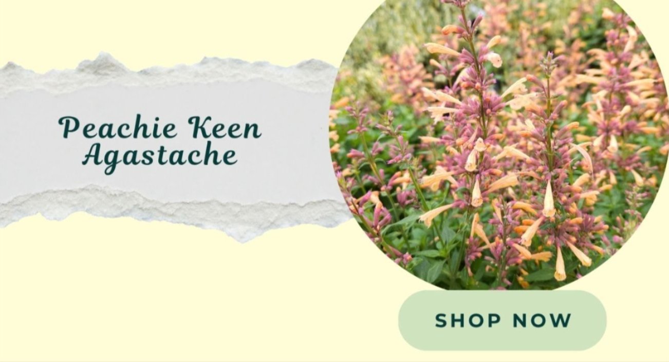 PEACHY KEEN AGASTACHE