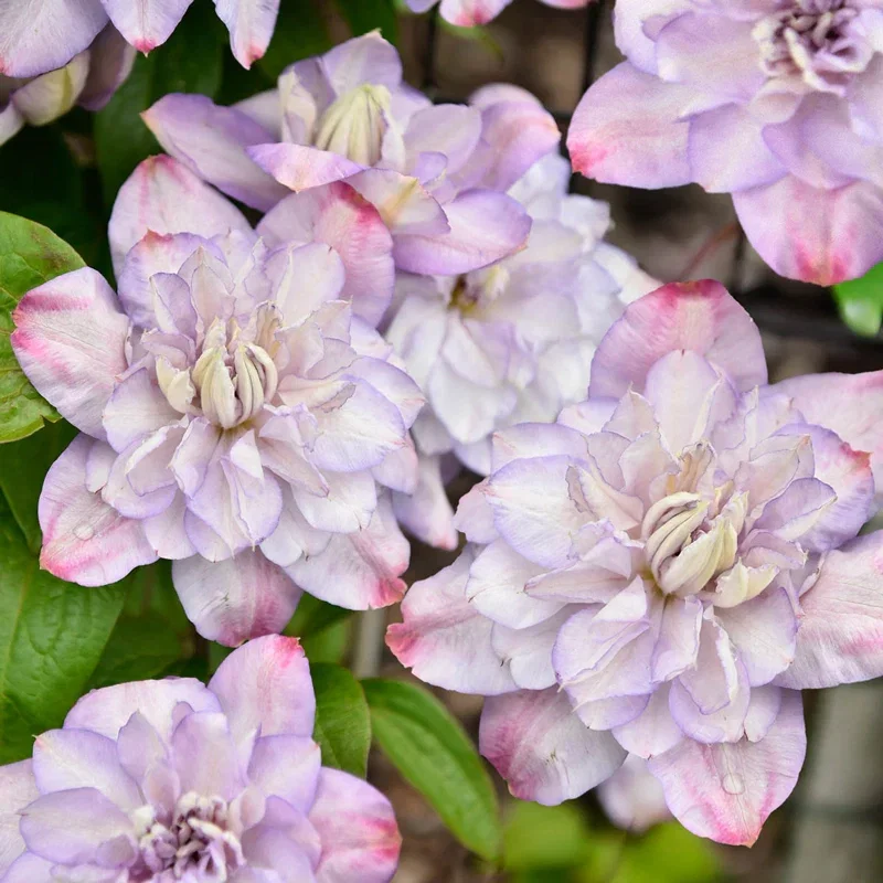 Clematis Anna’s Choice

