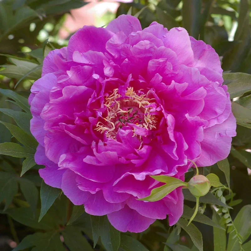 Gordon E. Simonson Peony
                  