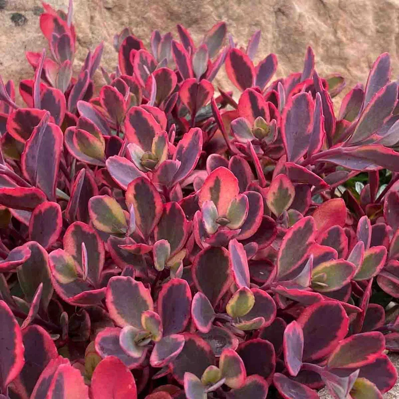 Sun Sparkler® Dazzling Dynamite Sedum
